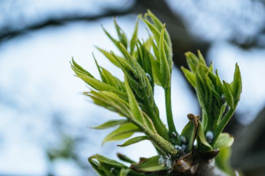 fresh young green leaves spring