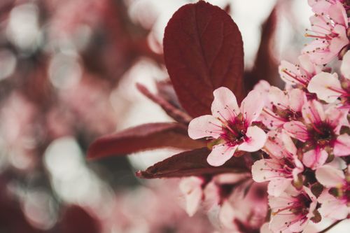 Free A cluster of cherry blossoms with rich pink petals and a soft bokeh background. Stock Photo