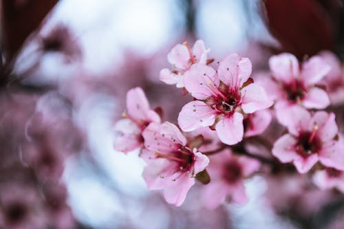 Free Photo of Pink Cherry Blossoms Stock Photo