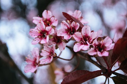 Free Close-up Photography of Cherry Blossoms Stock Photo