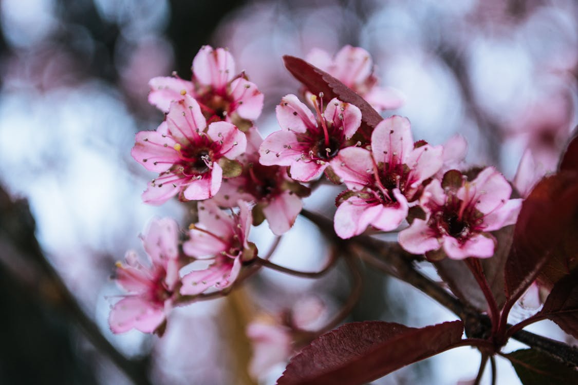 Kiraz çiçeklerinin Yakın çekim Fotoğrafçılığı