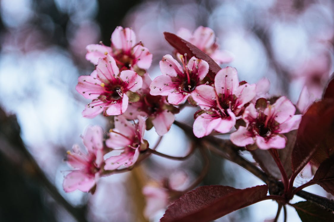 Fotografia Ravvicinata Di Fiori Di Ciliegio