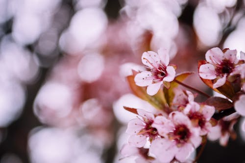 벚꽃의 선택적 초점 촬영