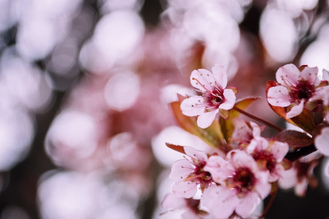 Selectieve Focus Fotografie Van Cherry Blossom