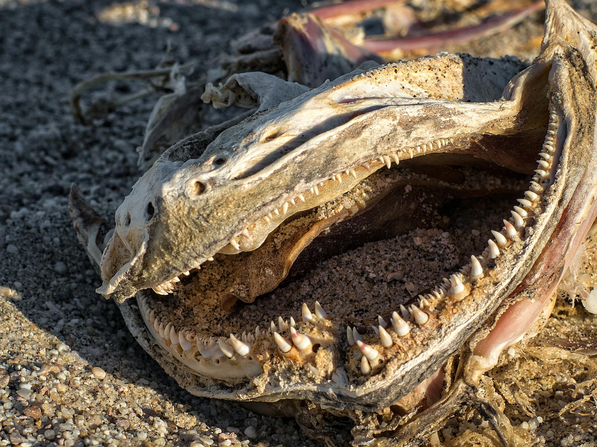 Animal Jawbone on Ground