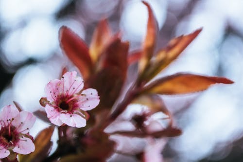 Фото цветущей розовой вишни