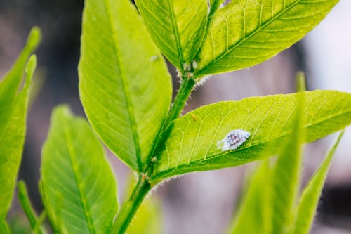 бесплатная Крупным планом насекомых на листе Стоковое фото