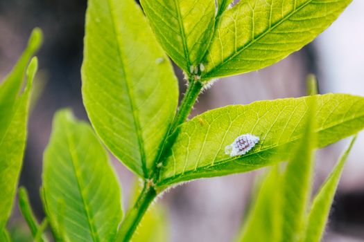 在自然阳光下，绿叶鲜艳，细节处可见白色昆虫