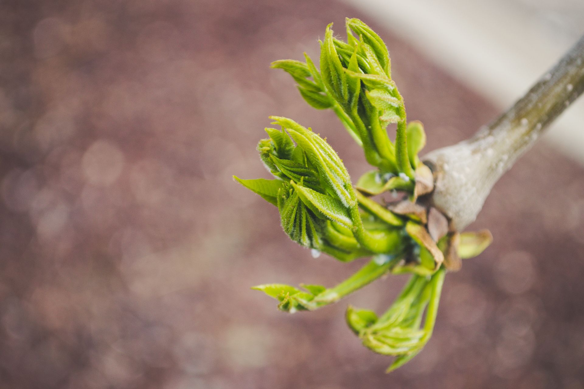 Vibrant green buds and leaves sprouting on a branch, symbolizing new life and growth.