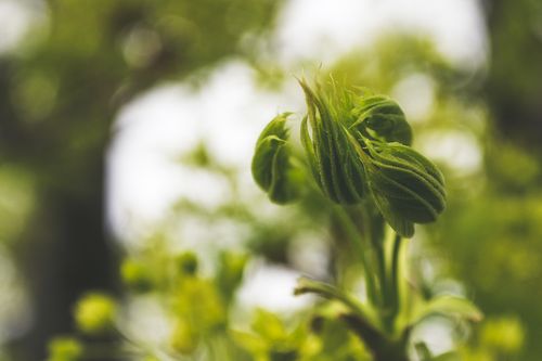 Free Macro shot of fresh green leaves unfurling in spring, showcasing delicate details. Stock Photo