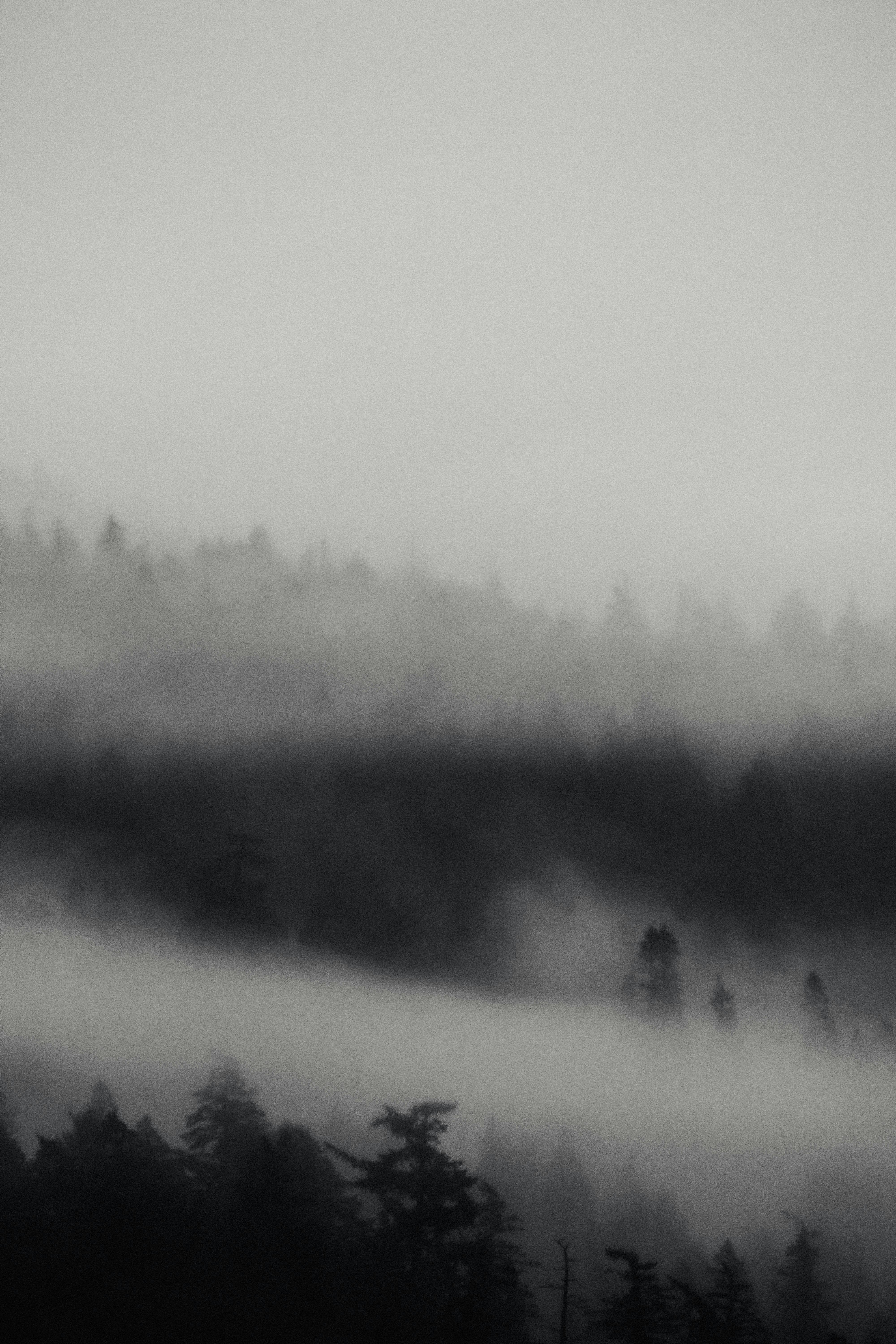 Serene black and white foggy forest scenery with layers of mist.