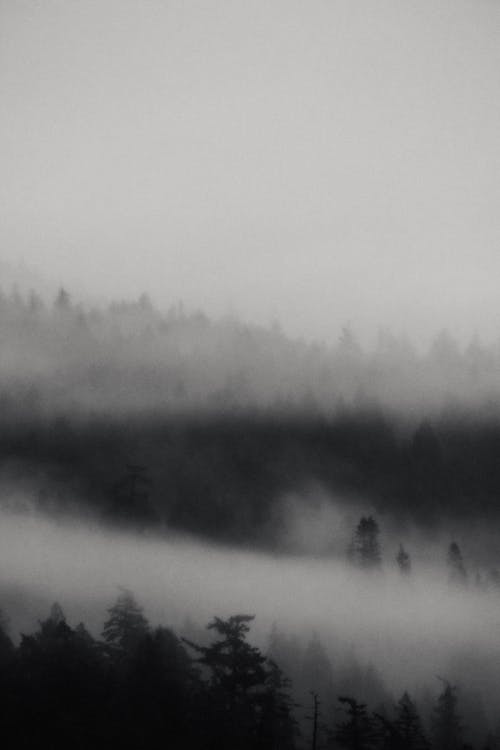 Fog Above the Forest in Black and White