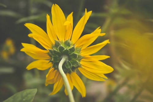 Fotografia De Close Up De Flor Amarela