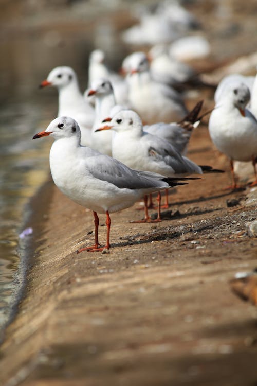 Seagulls in Close Up Photography