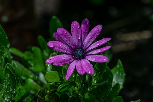 Purple Flower with Water Droplets