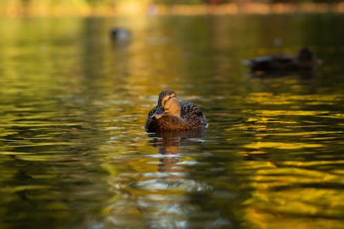 Free stock photo of backwater, duck bird, lake