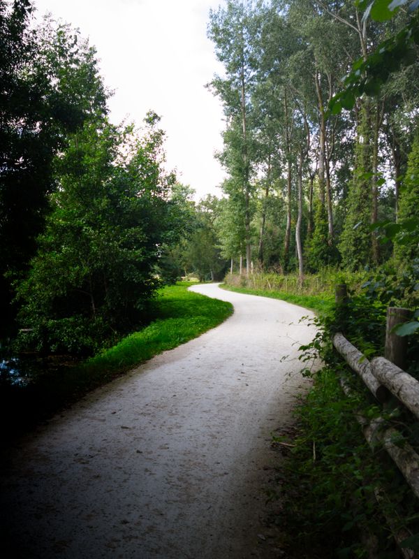 Chemin de gravier blanc sinueux entre les arbres verts du marais