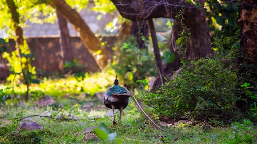 Free stock photo of green, india, nature