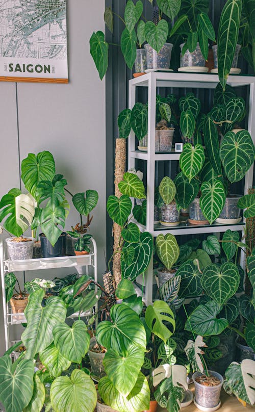 Green Plant on White Wooden Shelf