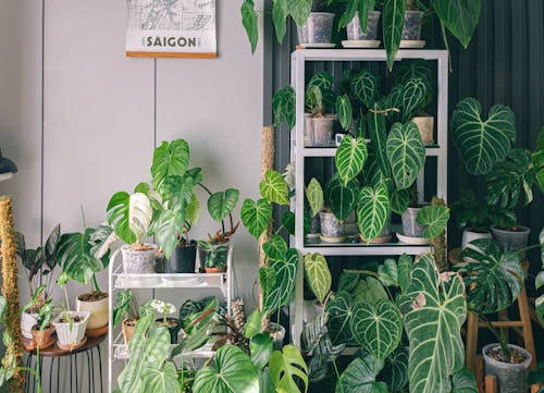 Green Plant on White Wooden Shelf