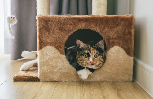 Free Cute calico cat lounging in a cat house indoors, enjoying a relaxing afternoon. Stock Photo