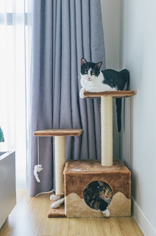 Free Tuxedo Cat on Cat Tree Stock Photo