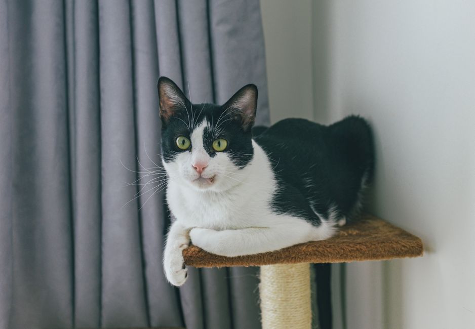 A black and white cat lies comfortably on a scratching post indoors.