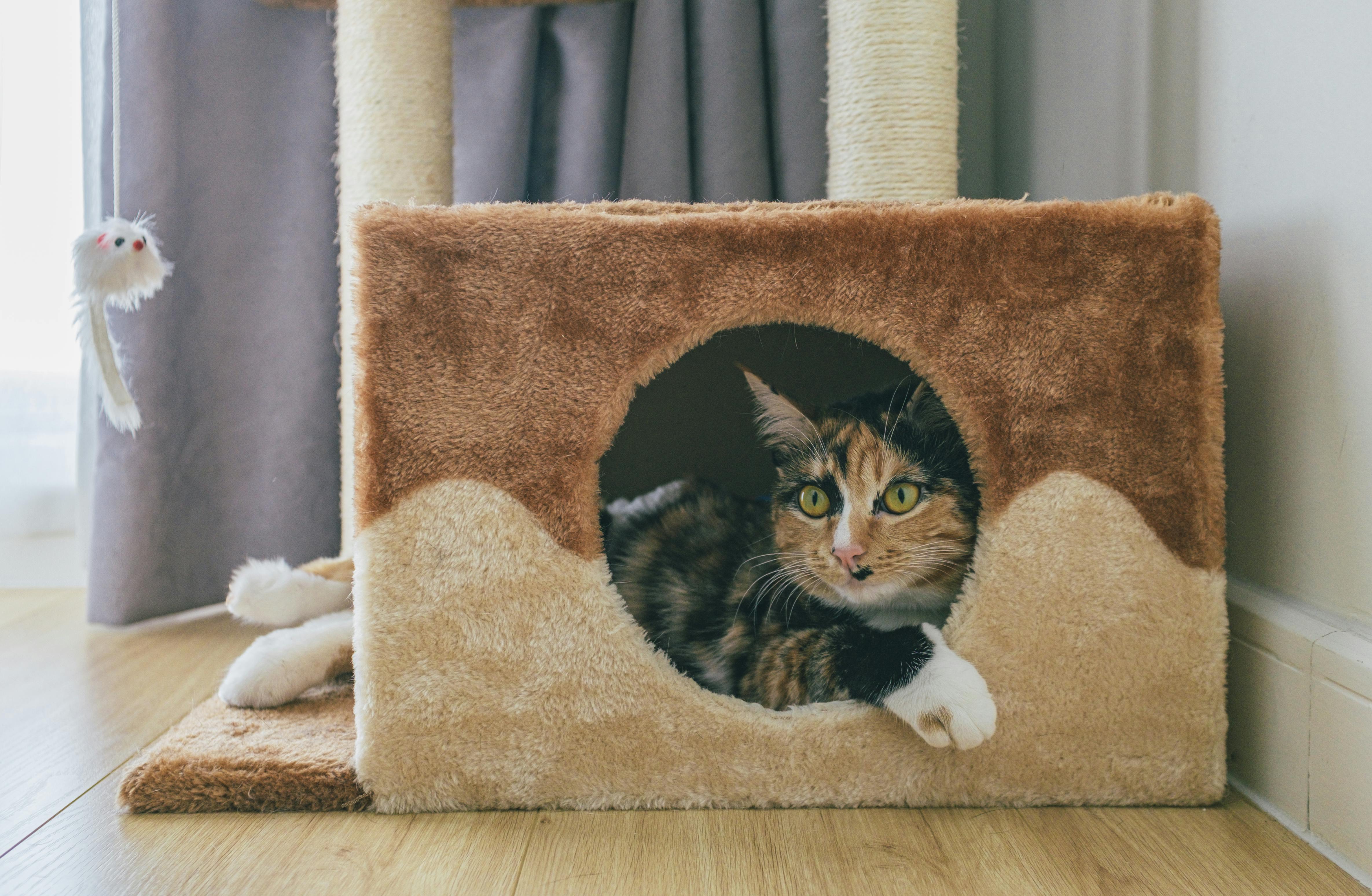 A domestic cat lying inside a soft and cozy cat condo with a playful expression.