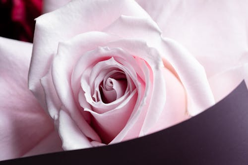 Close-Up of a Pink Rose