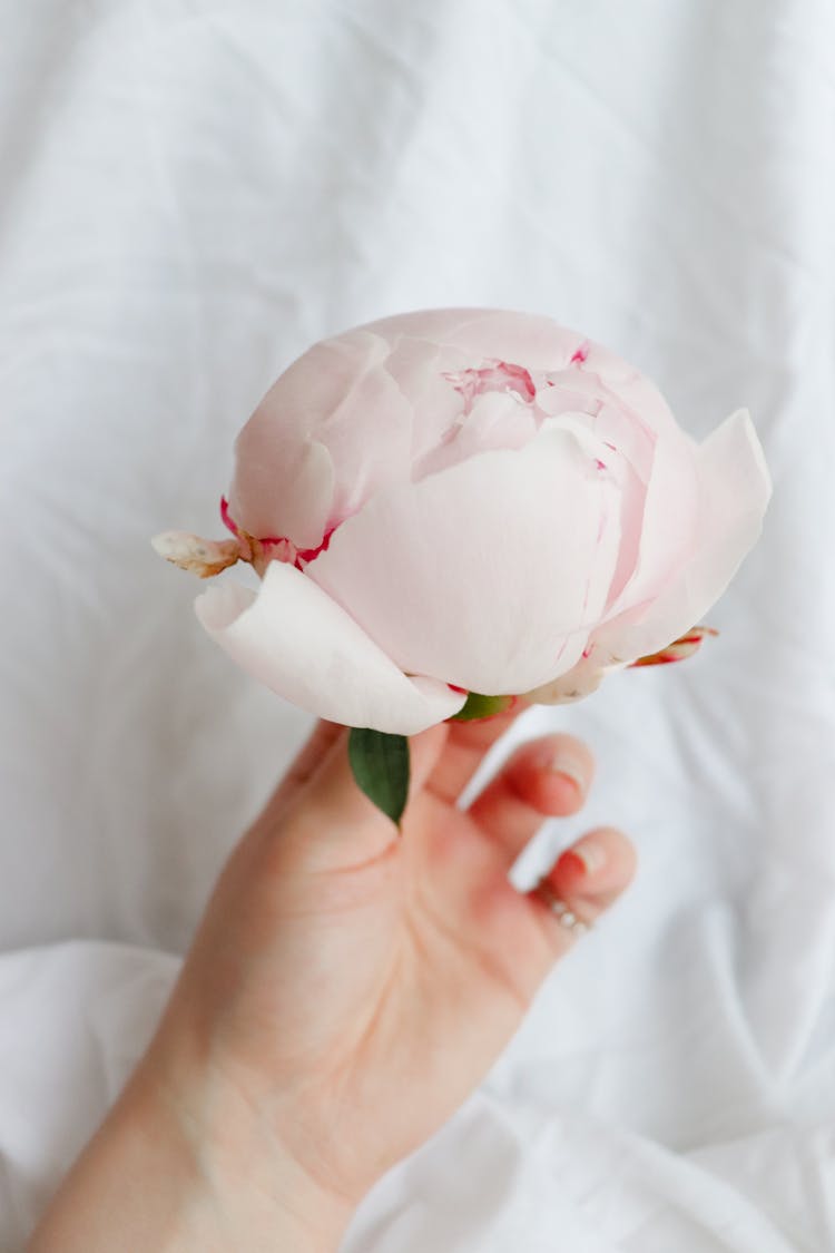 Hand Holding A Flower 