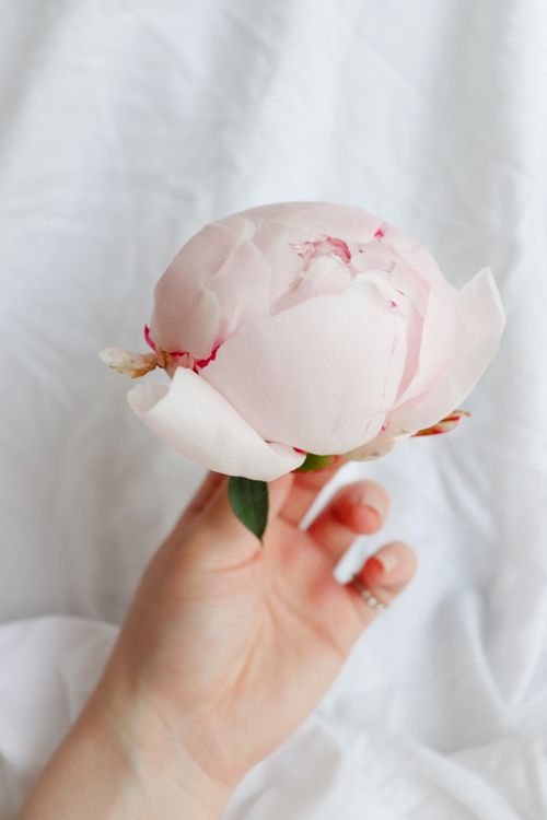 Free A close-up of a hand gently holding a pink peony against a soft white background. Stock Photo