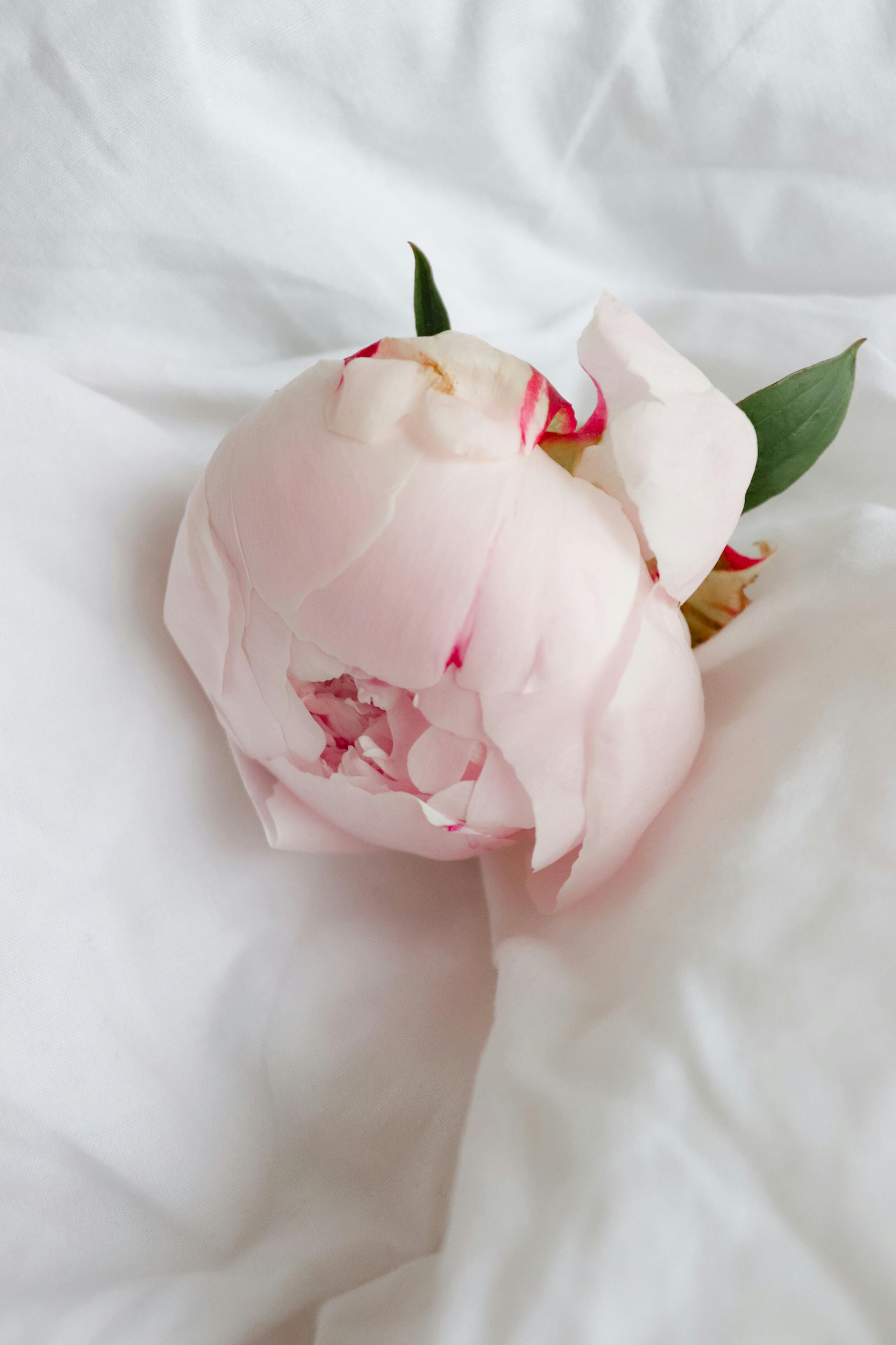 A beautiful pink peony flower resting on soft white fabric, capturing elegance and purity.
