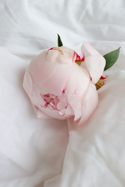 A beautiful pink peony flower resting on soft white fabric, capturing elegance and purity.