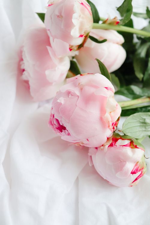 Free A serene composition of pink peonies with vibrant, green leaves on a soft white fabric. Stock Photo