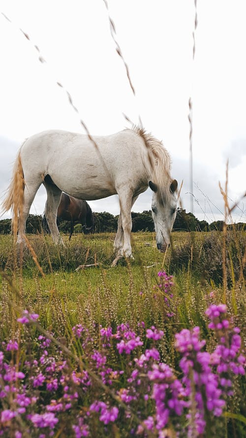 Základová fotografie zdarma na téma bílý kůň, chování zvířat, denní světlo