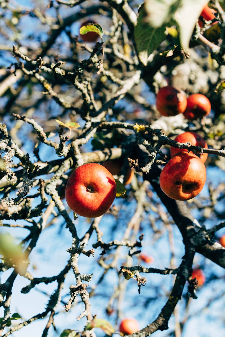 Low-Angle Shot Of Fresh Apples