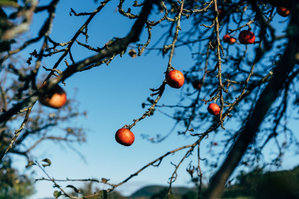 Fruit hanging on the branch of a tree - Genesis 3, the tree in the midst of the garden