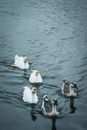 Geese on Body of Water