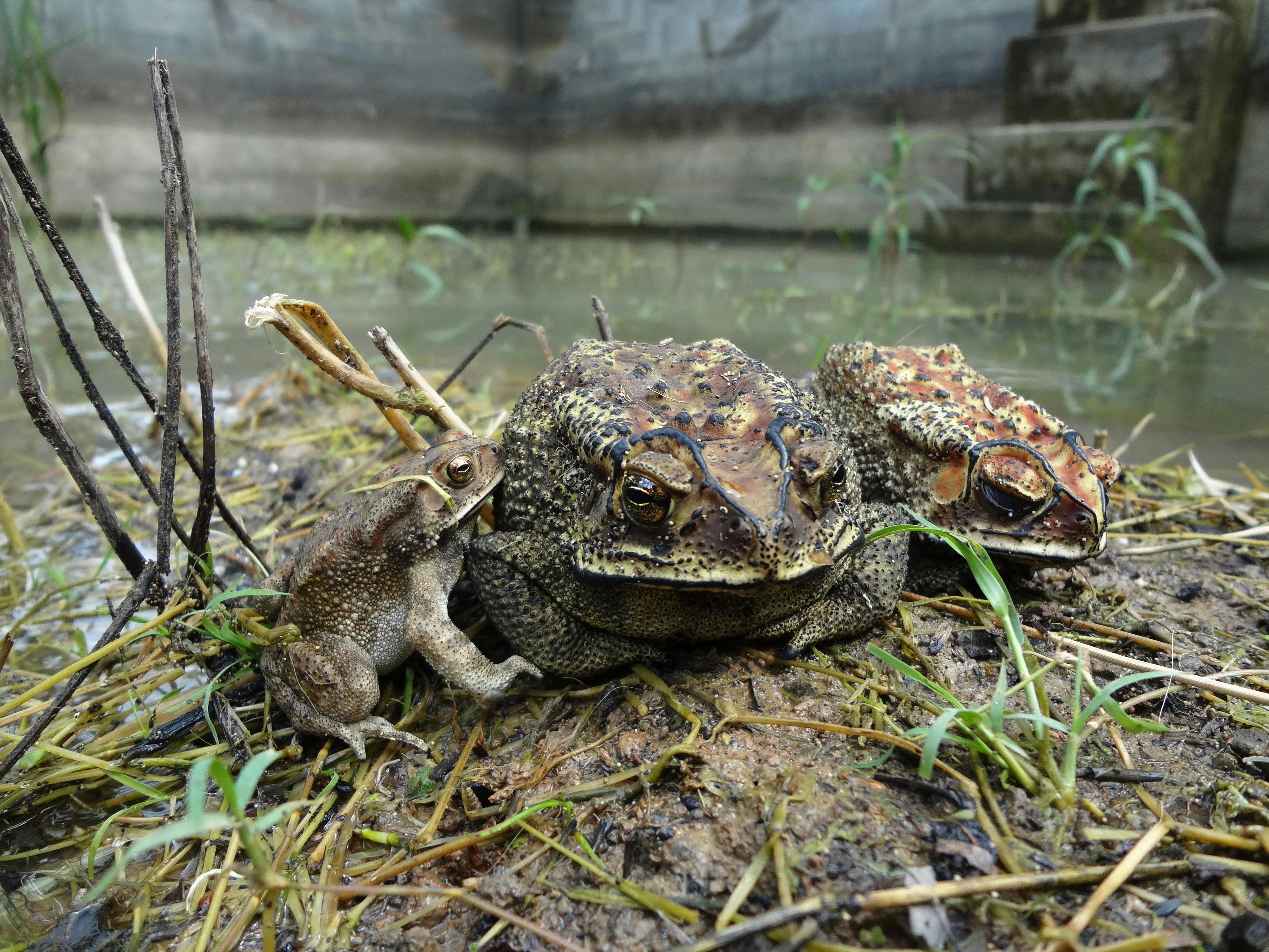 Free stock photo of amphibians, frogs, mud