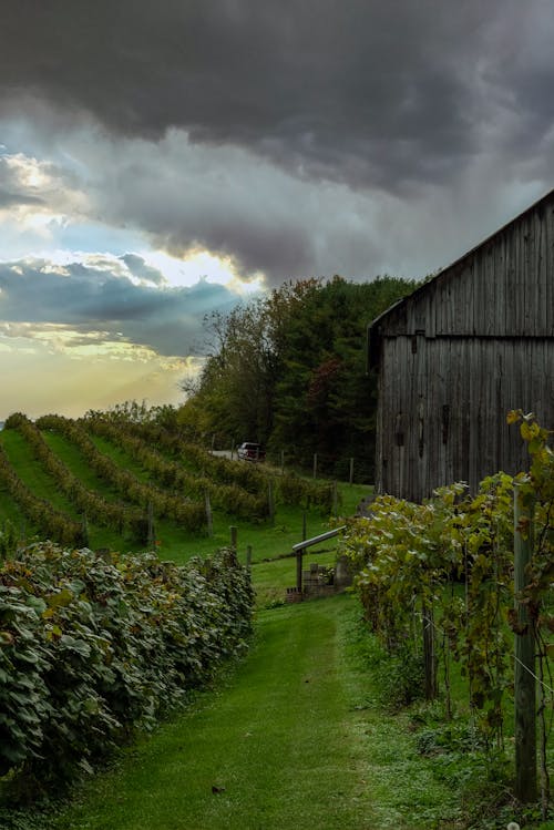 Wooden Barn Beside a Plantation