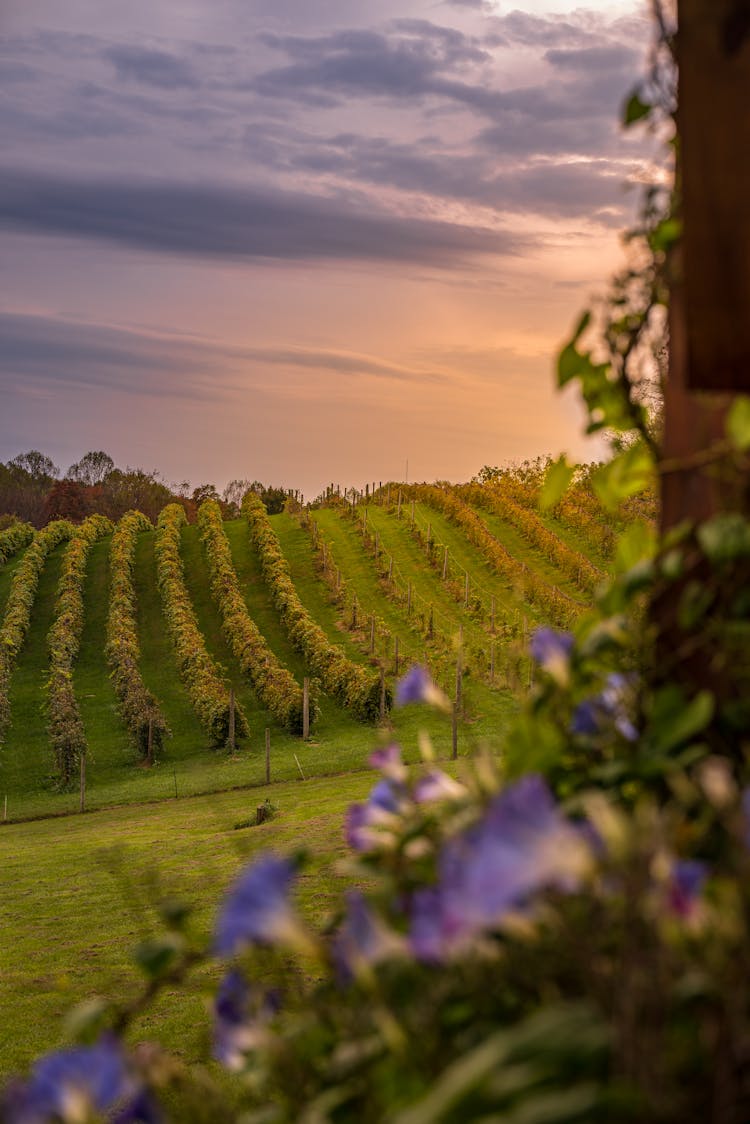 Photo Of A Vineyard At Sunset 