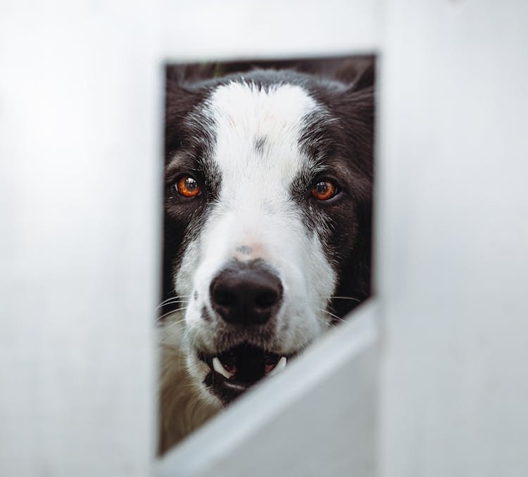 Dog Head Behind Fence