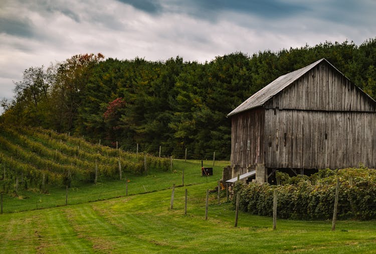 Barn In Vineyard