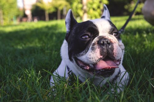 Free Cute French Bulldog lying on green grass outdoors, enjoying a sunny day. Stock Photo