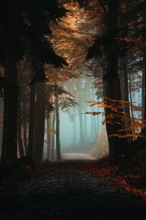 Základová fotografie zdarma na téma les, lesnatý kraj, příroda