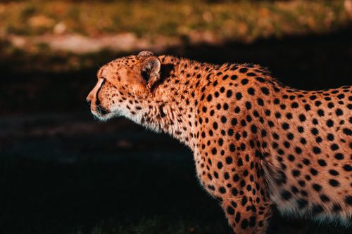 Free Captivating close-up of a cheetah showcasing its distinctive spotted coat in the wild. Stock Photo