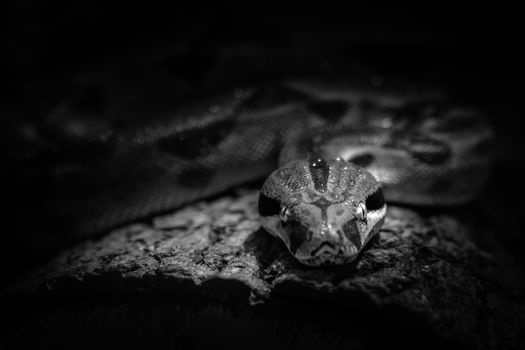 Close Up Photo of a Snake