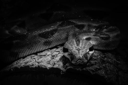 бесплатная Бесплатное стоковое фото с python, боа, змея Стоковое фото