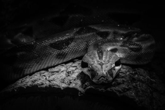 Dramatic black and white close-up of a boa constrictor, emphasizing texture and detail.