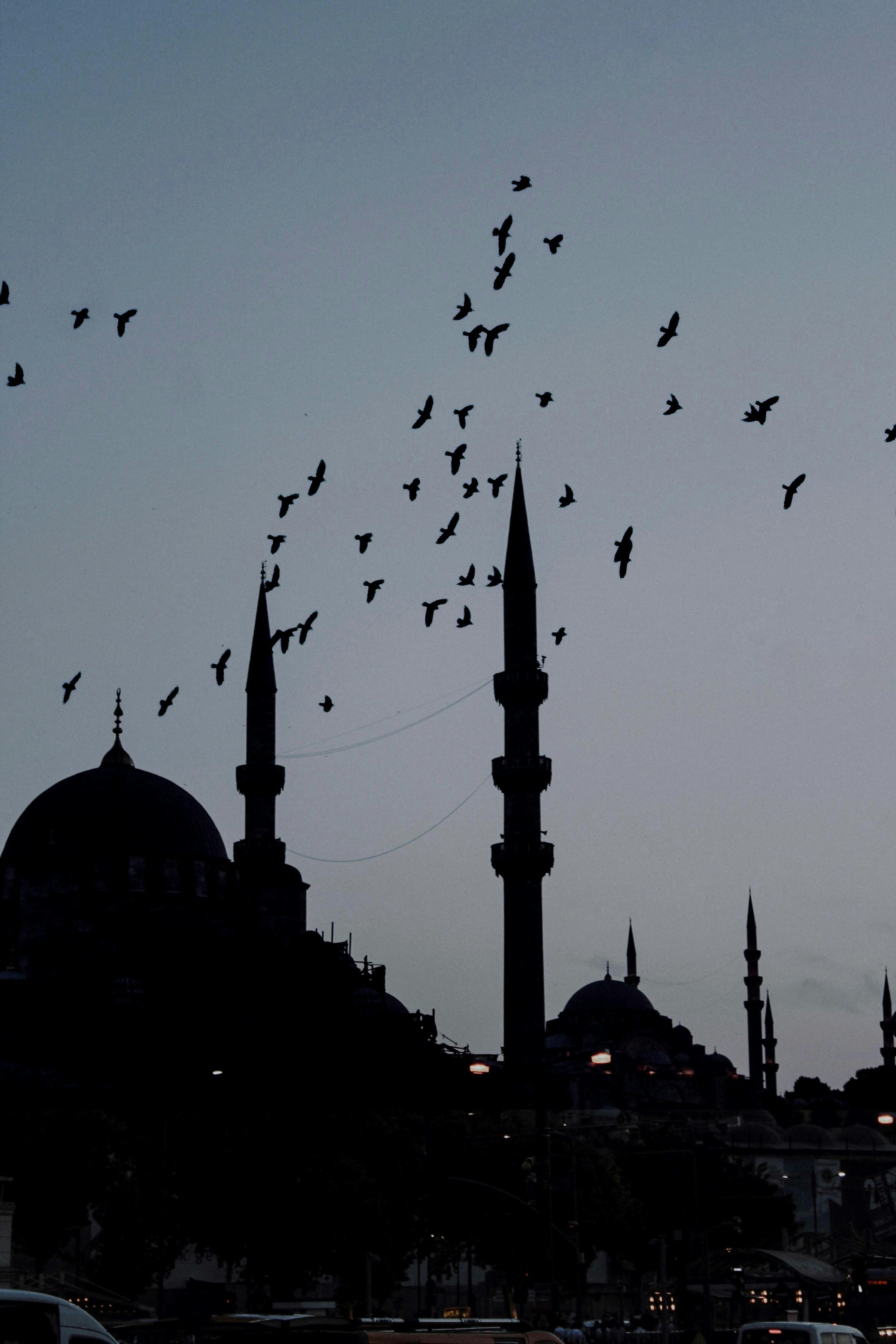 Silhouette of Suleymaniye Mosque with a flock of birds flying at twilight in Istanbul, Turkey.